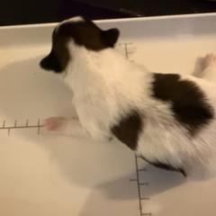 National Dog Show - Sable and white female Japanese Chin puppy in Rapid City, South Dakota from Sakura Japanese Chin