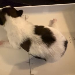 National Dog Show - Sable and white female Japanese Chin puppy in Rapid City, South Dakota from Sakura Japanese Chin