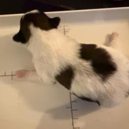 National Dog Show - Sable and white female Japanese Chin puppy in Rapid City, South Dakota from Sakura Japanese Chin
