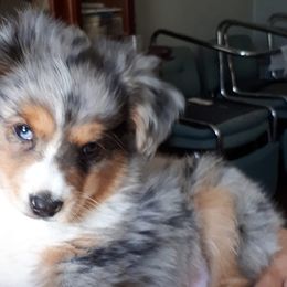Australian Shepherds and Miniature American Shepherds from Awesome Aussies