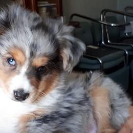 Australian Shepherds and Miniature American Shepherds from Awesome Aussies