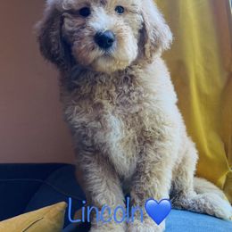 Aussiedoodle Puppies from Shawna Rosario