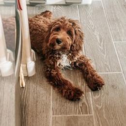 Clementine - Red female Cockapoo puppy in Scottsdale, Arizona from Cockadoodle Poo Puppies