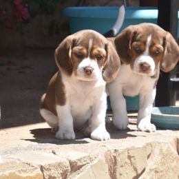 Beagle Puppies from Parmelee Beagles