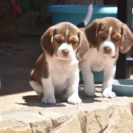 Beagle Puppies from Parmelee Beagles