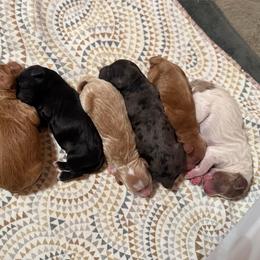 Sebastian - Chocolate male Goldendoodle puppy in Pine Grove, California from Lundee Doodles