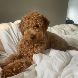 Penny Lane - Goldendoodle