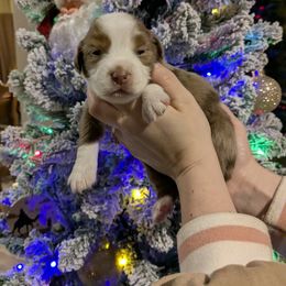 Maple - Red merle female Toy Australian Shepherd puppy in Princeton, Louisiana from Legacy Hill Aussies