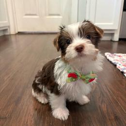 Donut - Parti male Yorkshire Terrier puppy in Florence, Alabama from Yorkies of Forest Creek