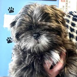 Macy - Blue and white female Shih Tzu puppy in Victorville, California from RUMBLE n TUMBLE
