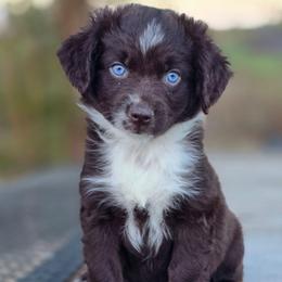 Sage - Red tri female Miniature Australian Shepherd puppy in Paris, Texas from Blue Envy Mini Aussies