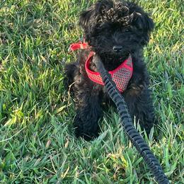 Remy - Black male Yorkipoo puppy in Stafford, Virginia from Morris Doodles Virginia