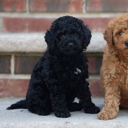 Ebony - Black female Poodle puppy in Belleville, New Jersey from TK Poodles