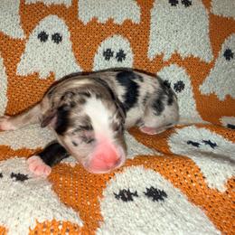 Oahu - Blue merle male Australian Shepherd puppy in Plantersville, Texas from Jak Se Auss