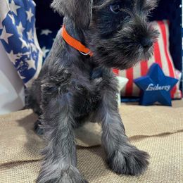Miniature Schnauzer Puppies from Timeless Miniature Schnauzers