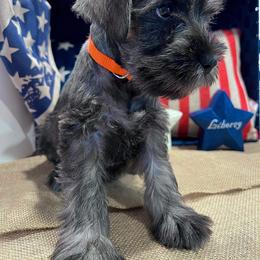 Miniature Schnauzer Puppies from Timeless Miniature Schnauzers