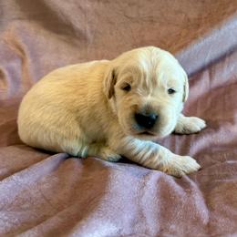 Ryder - Light golden male Golden Retriever puppy in Oregon from Bliss Retrievers