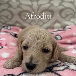 Girl 4- Afroditi - Cream female Poodle puppy in St Augustine, Florida from St Augustine Poodles
