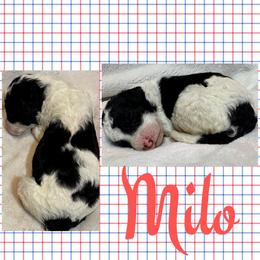 Milo (Green3) - Parti male Goldendoodle puppy in Ankeny, Iowa from Iowadoodles2love