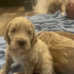 Goldendoodle Puppies from Ellie's Goldendoodles