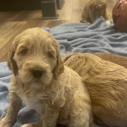 Goldendoodle Puppies from Ellie's Goldendoodles