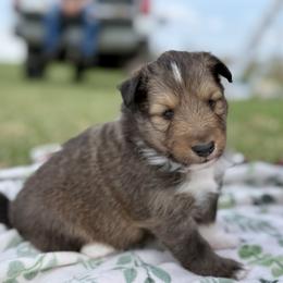 Orange - Sable and white male Shetland Sheepdog puppy in Gaylord, Michigan from Lexy's Shetland Sheepdogs