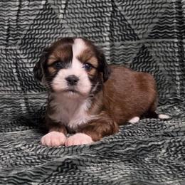 Latte - Sable and white female Tibetan Terrier puppy in Lane County, Oregon from Zara Tibetan Terriers