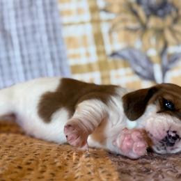 Patsy - Mahogany and white female Basset Hound puppy in Hillsboro, West Virginia from Bear Foot Bassets Of West Virginia