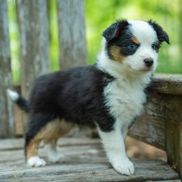 Hei Hei - Black tri female Miniature American Shepherd puppy in Niles, Michigan from Impression Dogs