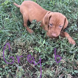 Grey - Golden rust male Vizsla puppy in Sioux County, Iowa from Pheasant Poppers Vizslas