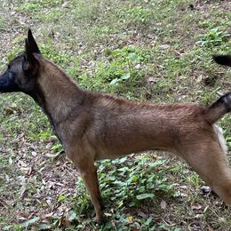 Siren - Dutch Shepherd