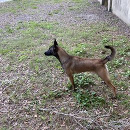 Siren - Dutch Shepherd