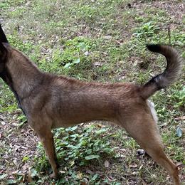 Siren - Dutch Shepherd