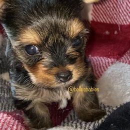 Yorkshire Terrier Puppies from Belle's Yorkie Babies