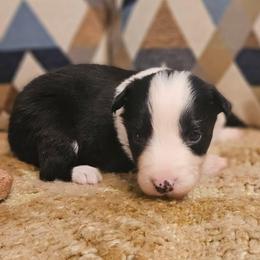 Oregano - Black and white male Border Collie puppy in Dewey, Arizona from Fásach Stockdogs