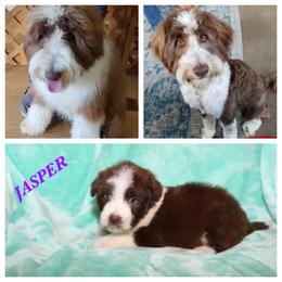 Aussiedoodle All Grown Up from Triple Creek Aussies and Doodles