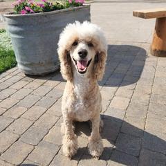 Sadie - Goldendoodle