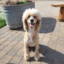 Sadie - Goldendoodle