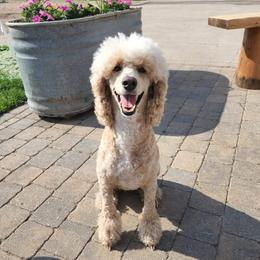 Sadie - Goldendoodle