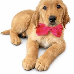 Ferrari - Dark golden female Golden Retriever puppy in Chicago, Illinois from Urbane Retrievers