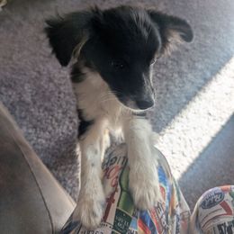 Davy - Black tri male Toy Australian Shepherd puppy in Bly, Oregon from Rockin AC Toy Aussies