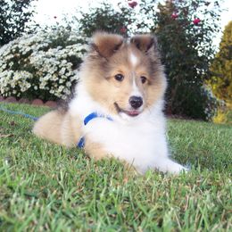 "Handsome( Floyd& Candy)" Shetland Sheepdog Puppies from Acres Flats Shelties