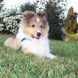 "Handsome( Floyd& Candy)" Shetland Sheepdog Puppies from Acres Flats Shelties