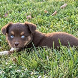 Barratt - Red tri male Toy Australian Shepherd puppy in Leitchfield, Kentucky from Legendmaker MAS
