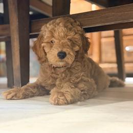 Vacay red collar - Cream male Goldendoodle puppy in Shingle Springs, California from Creamy Retrievers