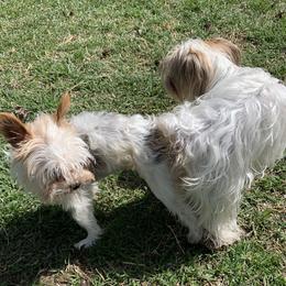 Dixie - Yorkshire Terrier