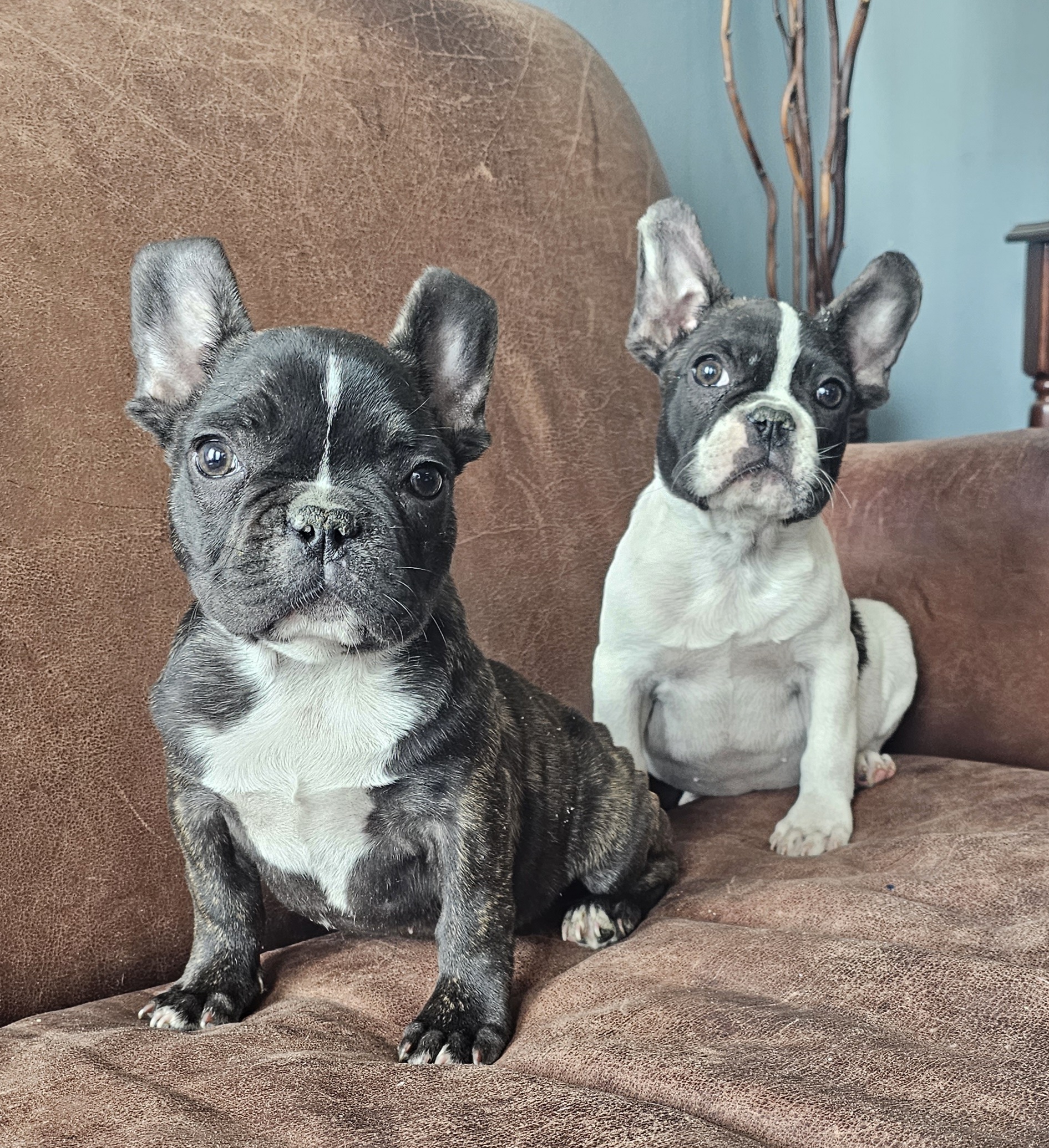 Boy 2 - White and brindle French Bulldog puppy in Chaska, Minnesota from Addylane Frenchies