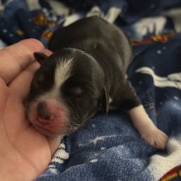 Girl 4 - Black tri female Miniature Australian Shepherd puppy in Murfreesboro, Tennessee from Skye’s Waggin’ Aussies