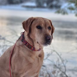 Junie - Labrador Retriever