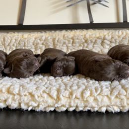 Labrador Retriever Puppies from Trouvae Labradors